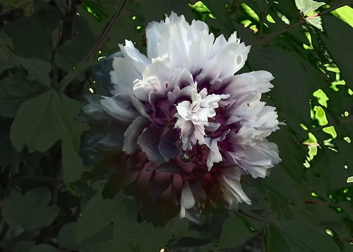 Domaine De Monein 3*